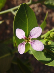 Schouwia purpurea