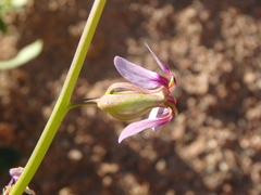 Schouwia purpurea
