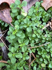 Moehringia trinervia