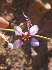 Schouwia purpurea