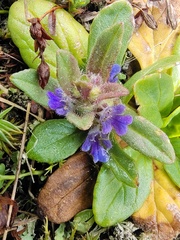 Ajuga australis