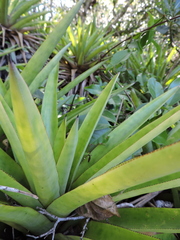 Aechmea ornata