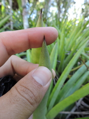 Aechmea ornata