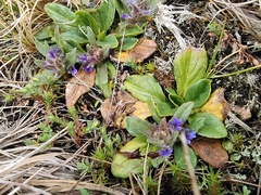 Ajuga australis