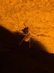 Hadenoecus subterraneus