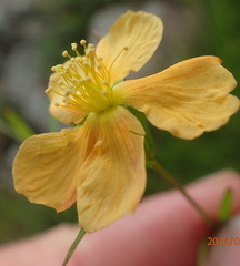 Hypericum lalandii