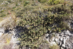 Liparia splendens splendens