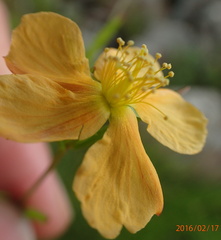 Hypericum lalandii