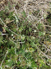 Chaerophyllum eriopodum