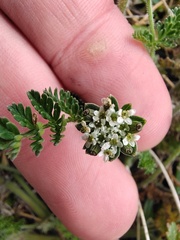 Chaerophyllum eriopodum