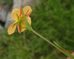 Hypericum lalandii
