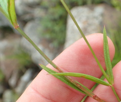 Hypericum lalandii