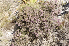 Erica hirtiflora
