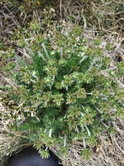 Chaerophyllum eriopodum