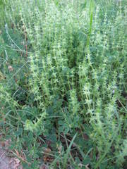 Cruciata pedemontana