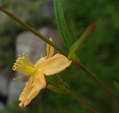 Hypericum lalandii