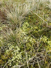Stackhousia pulvinaris