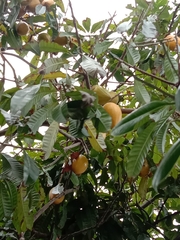 Pouteria campechiana