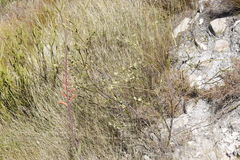 Struthiola