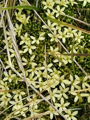 Stackhousia pulvinaris