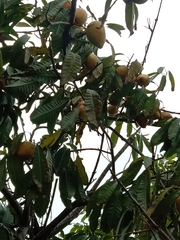 Pouteria campechiana