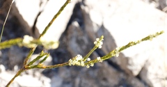 Struthiola