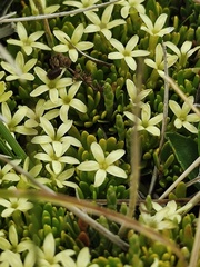 Stackhousia pulvinaris