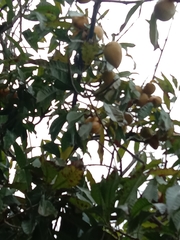 Pouteria campechiana