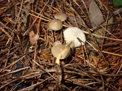 Strobilurus esculentus