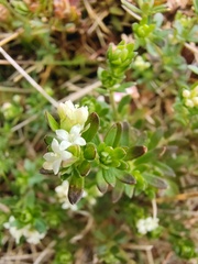 Asperula pusilla