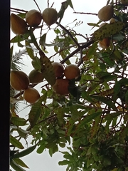 Pouteria campechiana