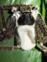 Beauveria bassiana