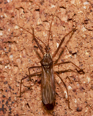 Polididus australis