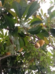 Pouteria campechiana