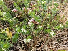 Asperula pusilla