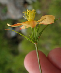 Hypericum lalandii