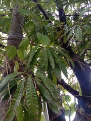 Pouteria campechiana