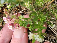 Asperula pusilla