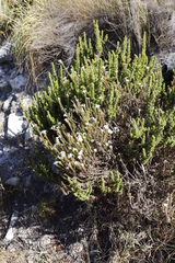 Roella amplexicaulis