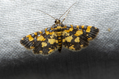 Eurrhyparodes tricoloralis