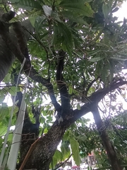 Pouteria campechiana