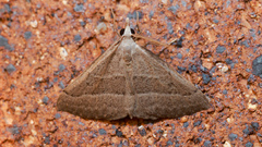 Dichromodes limosa