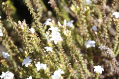 Roella amplexicaulis