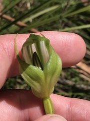 Pterostylis monticola