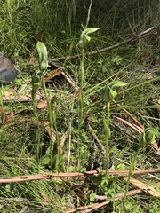 Pterostylis monticola