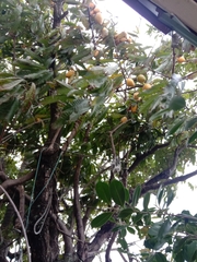 Pouteria campechiana