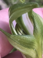 Pterostylis monticola