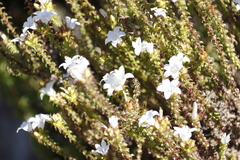 Roella amplexicaulis