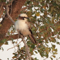 Eurocephalus anguitimens