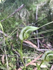 Pterostylis monticola